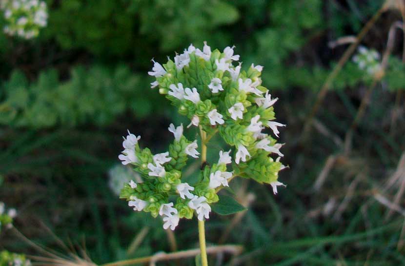 Origanum vulgare s.l.