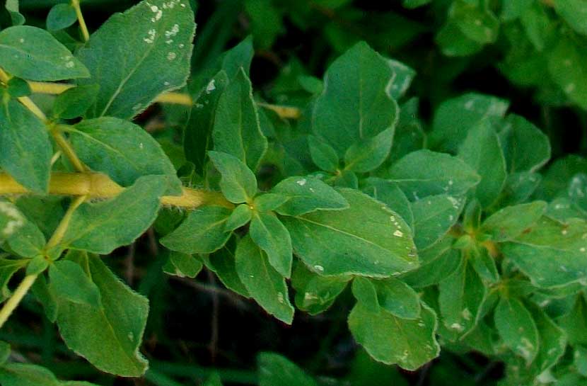 Origanum vulgare s.l.