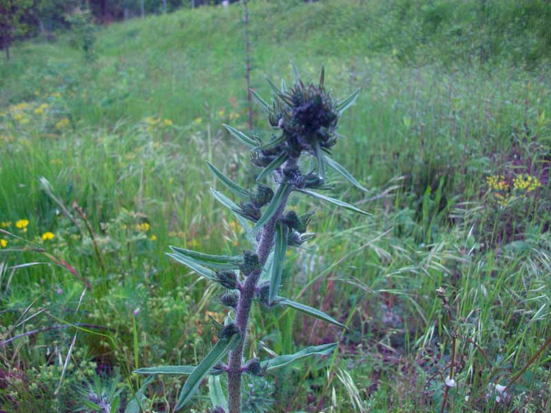 Da determinare - Echium sp.