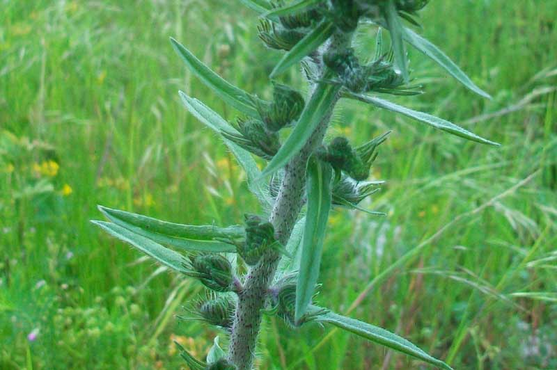 Da determinare - Echium sp.