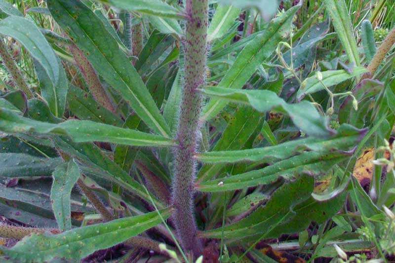 Da determinare - Echium sp.