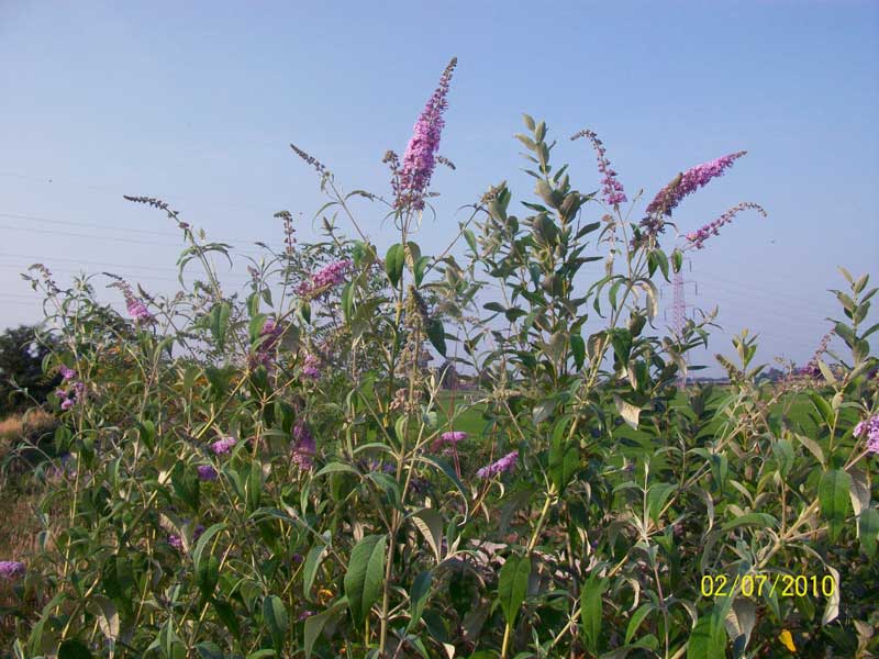 Buddleja davidii