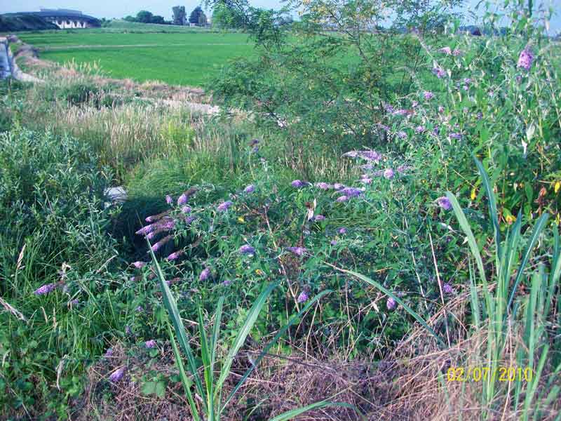 Buddleja davidii