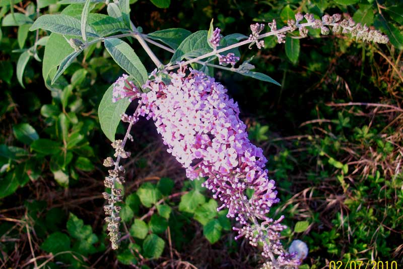 Buddleja davidii