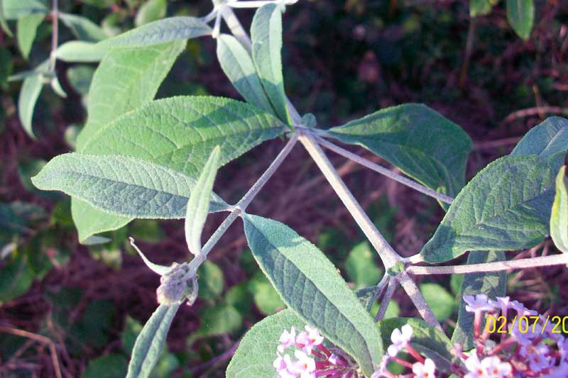 Buddleja davidii