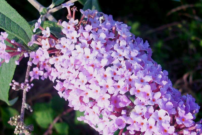 Buddleja davidii