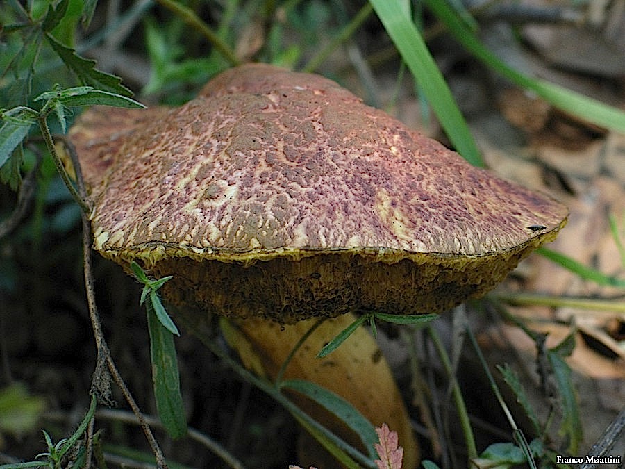 Xerocomus vari