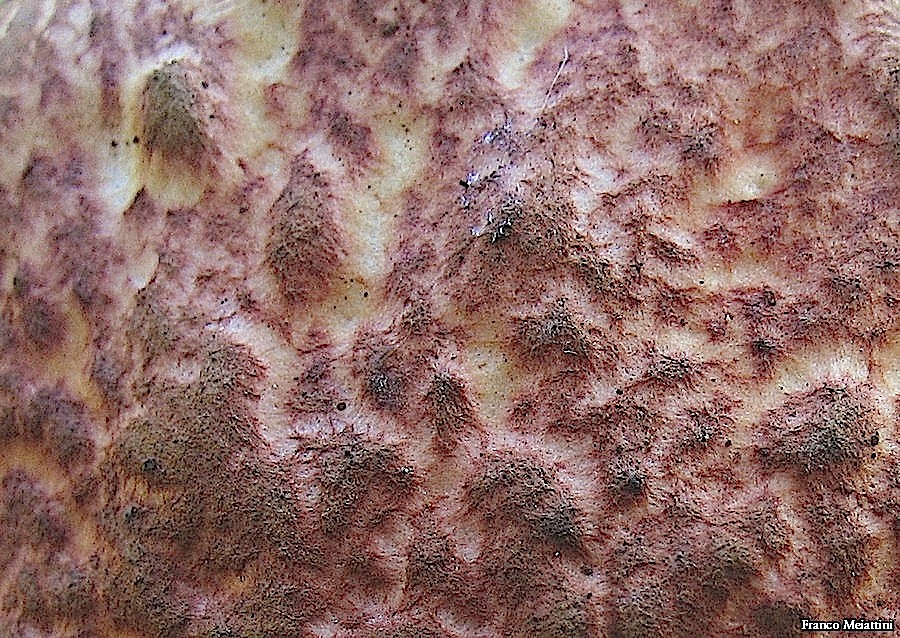 Xerocomus vari