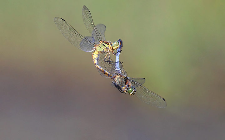 Orthetrum cancellatum in accoppiamento in volo