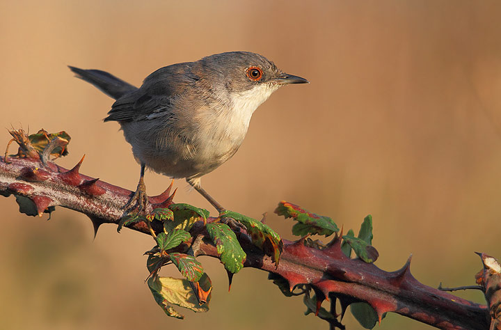 occhiocotto femmina