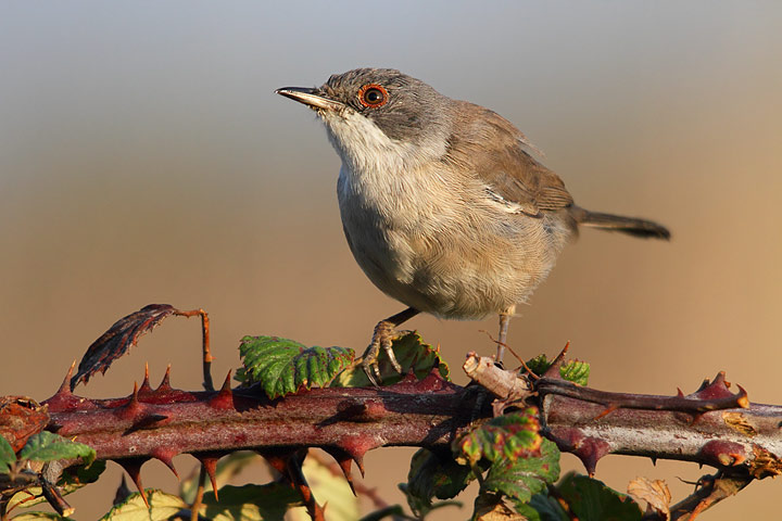 Occhiocotto femmina