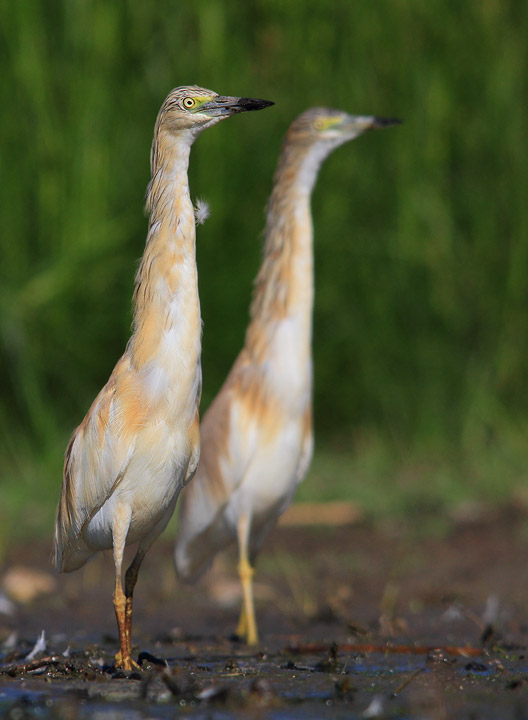 sgarza ciufetto