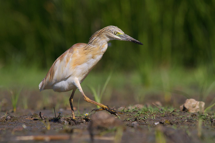 sgarza ciufetto