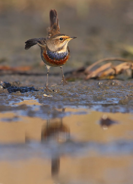 Pettazzurro - Luscinia svecica