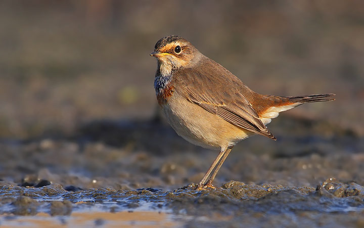 Pettazzurro - Luscinia svecica