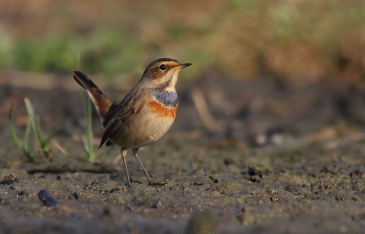 Pettazzurro - Luscinia svecica