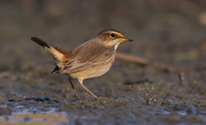 Pettazzurro - Luscinia svecica