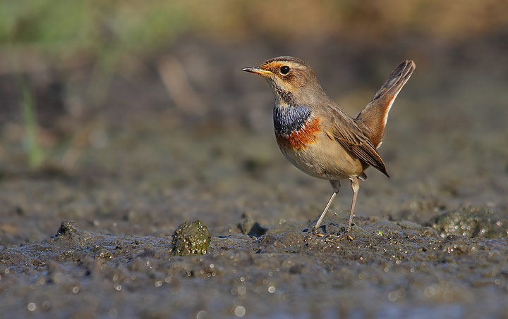 Pettazzurro - Luscinia svecica