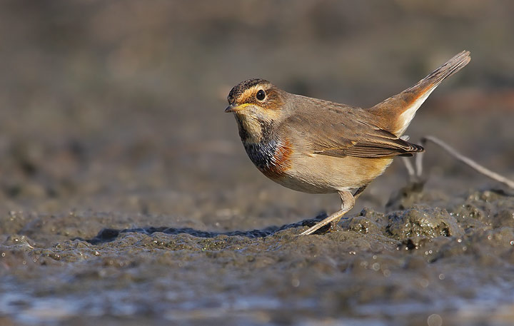 Pettazzurro - Luscinia svecica