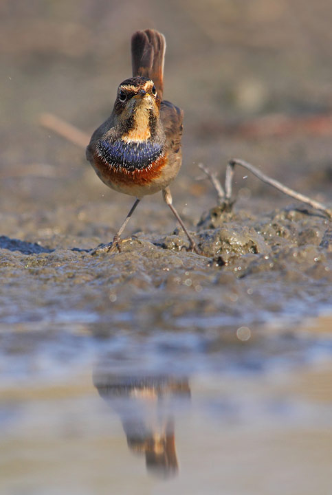 Pettazzurro - Luscinia svecica