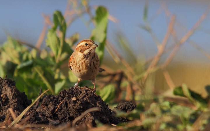 Migliarino di palude - Emberiza schoeniclus