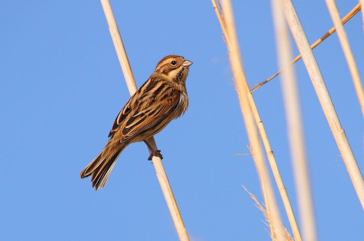 Migliarino di palude - Emberiza schoeniclus