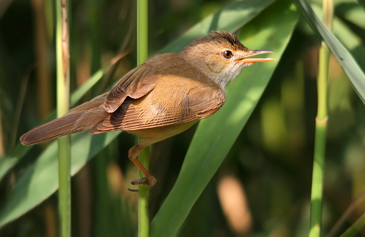 cannaiola