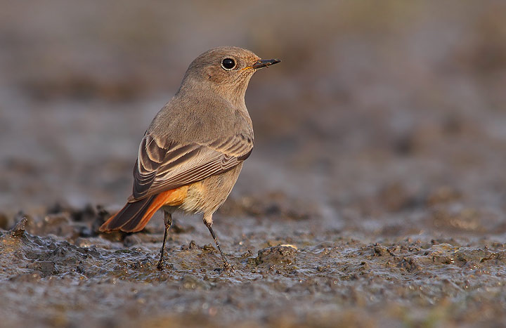 Codirosso spazzacamino - Phoenicurus ochruros