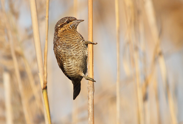 Torcicollo - Jynx torquilla torquilla