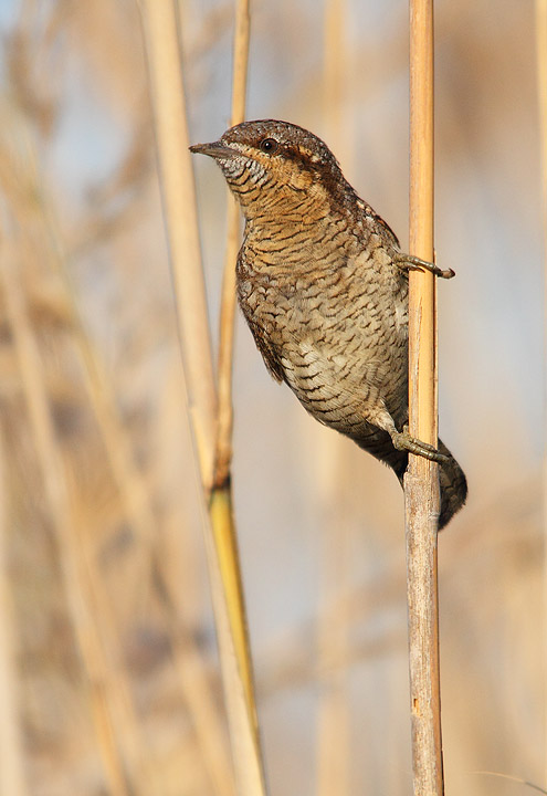 Torcicollo - Jynx torquilla torquilla