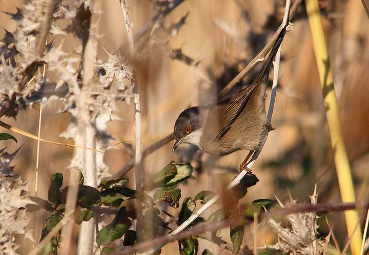 occhiocotto femmina