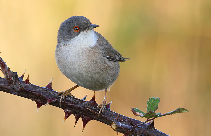 Occhiocotto - Sylvia melanocephala