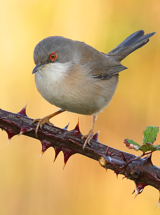 Occhiocotto - Sylvia melanocephala