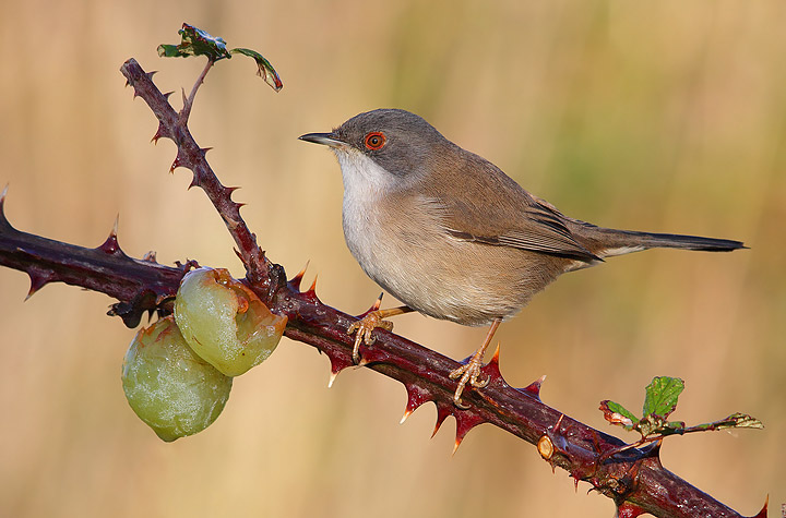 Occhiocotto - Sylvia melanocephala