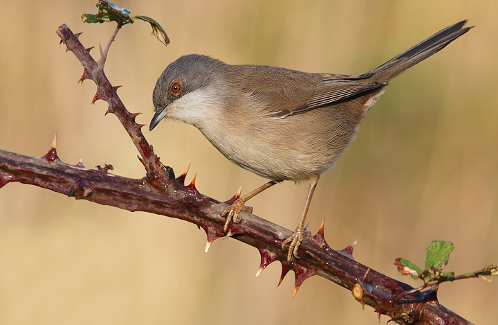 Occhiocotto - Sylvia melanocephala