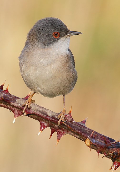 Occhiocotto - Sylvia melanocephala