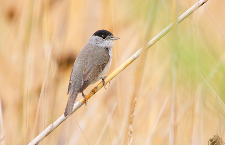 CAPINERA - Sylvia atricapilla