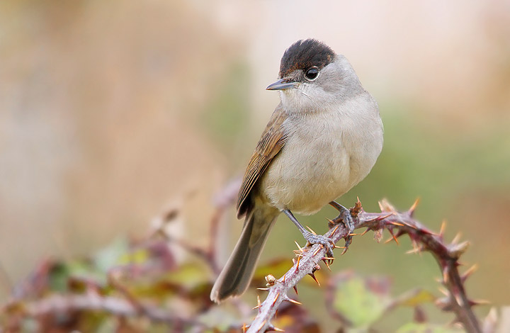 CAPINERA - Sylvia atricapilla