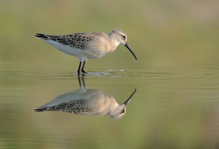 Piovanello comune juv. [ ex Gambecchio frullino ] (Calidris ferruginea)