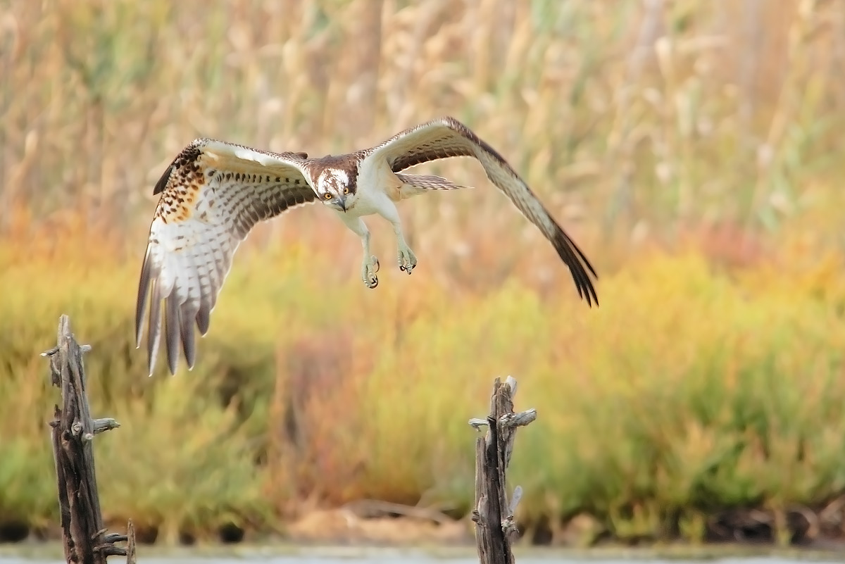 Falco pescatore