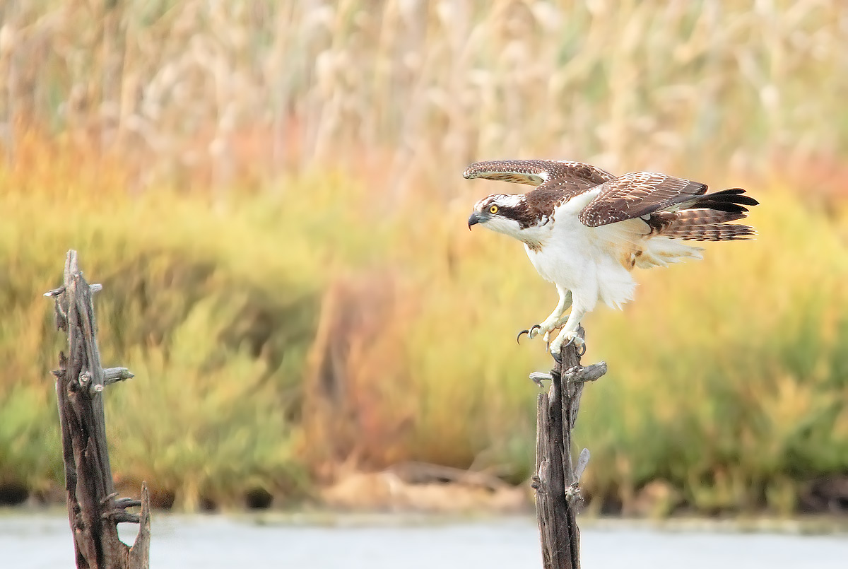 Falco pescatore