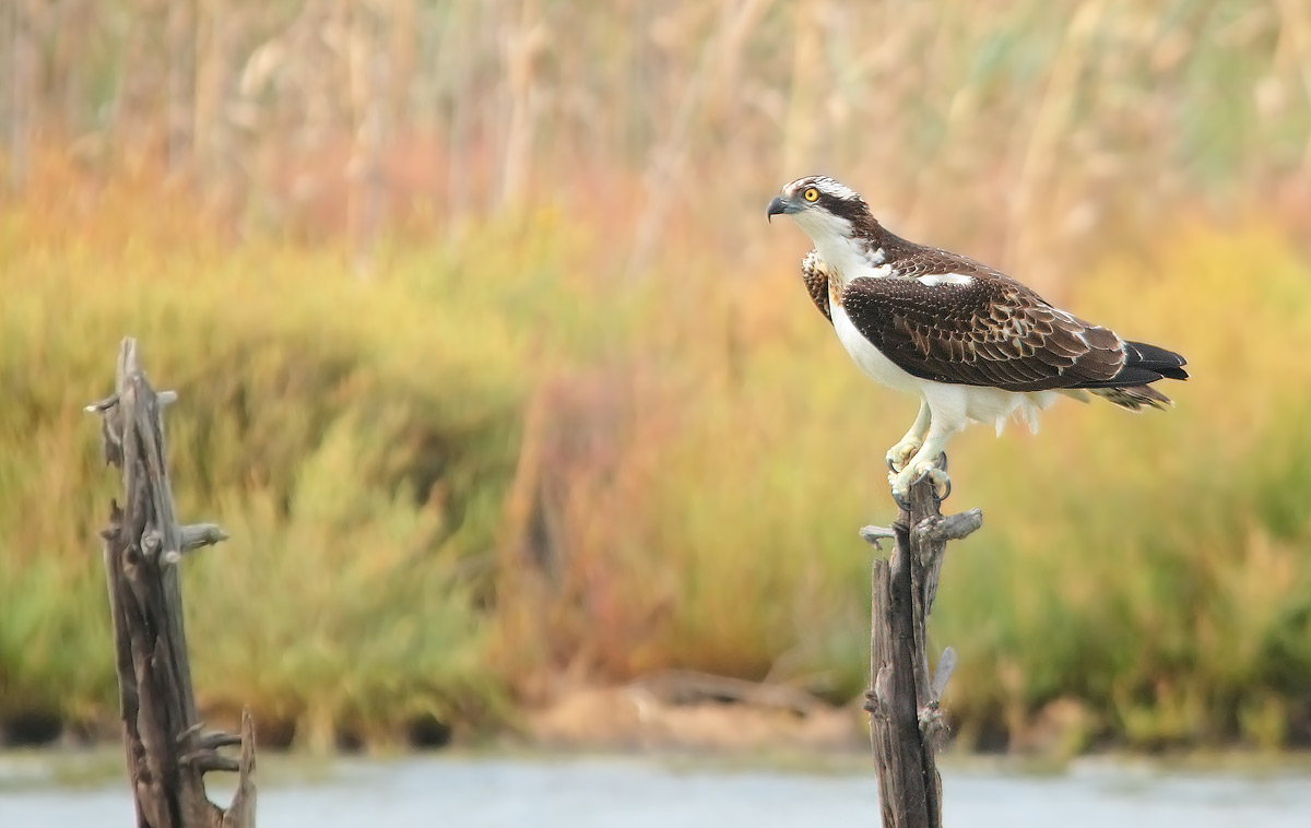 Falco pescatore