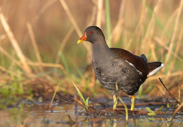 Gallinella