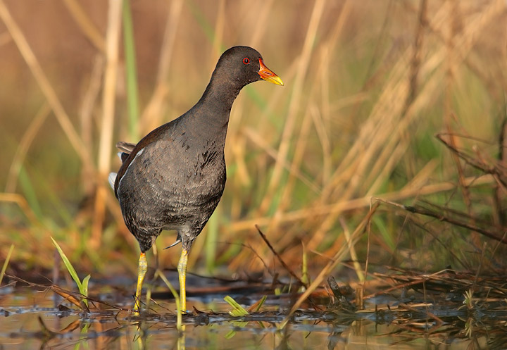 Gallinella