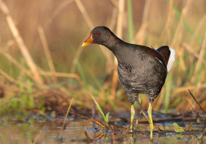 Gallinella