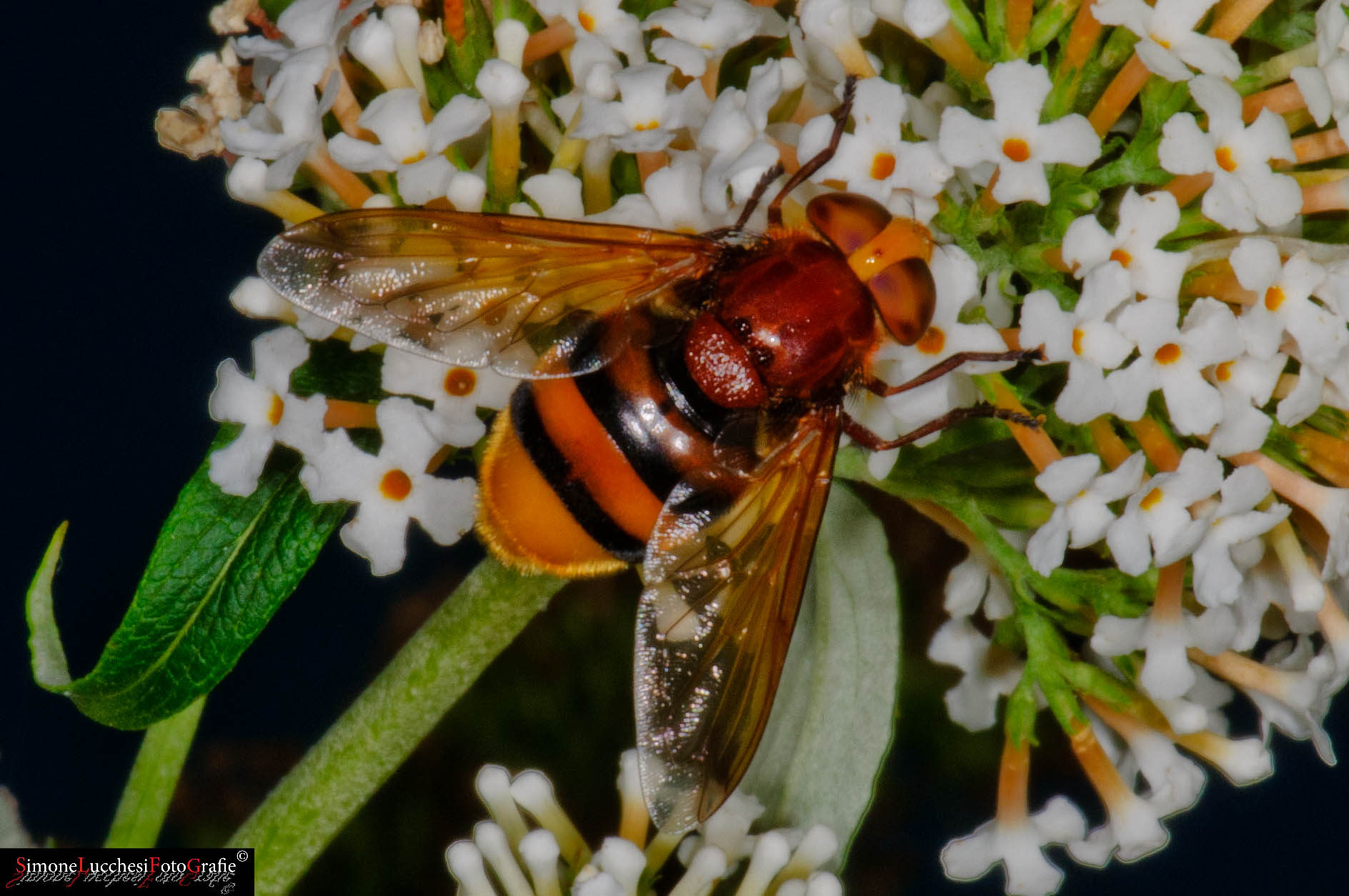 Femmina di Volucella zonaria