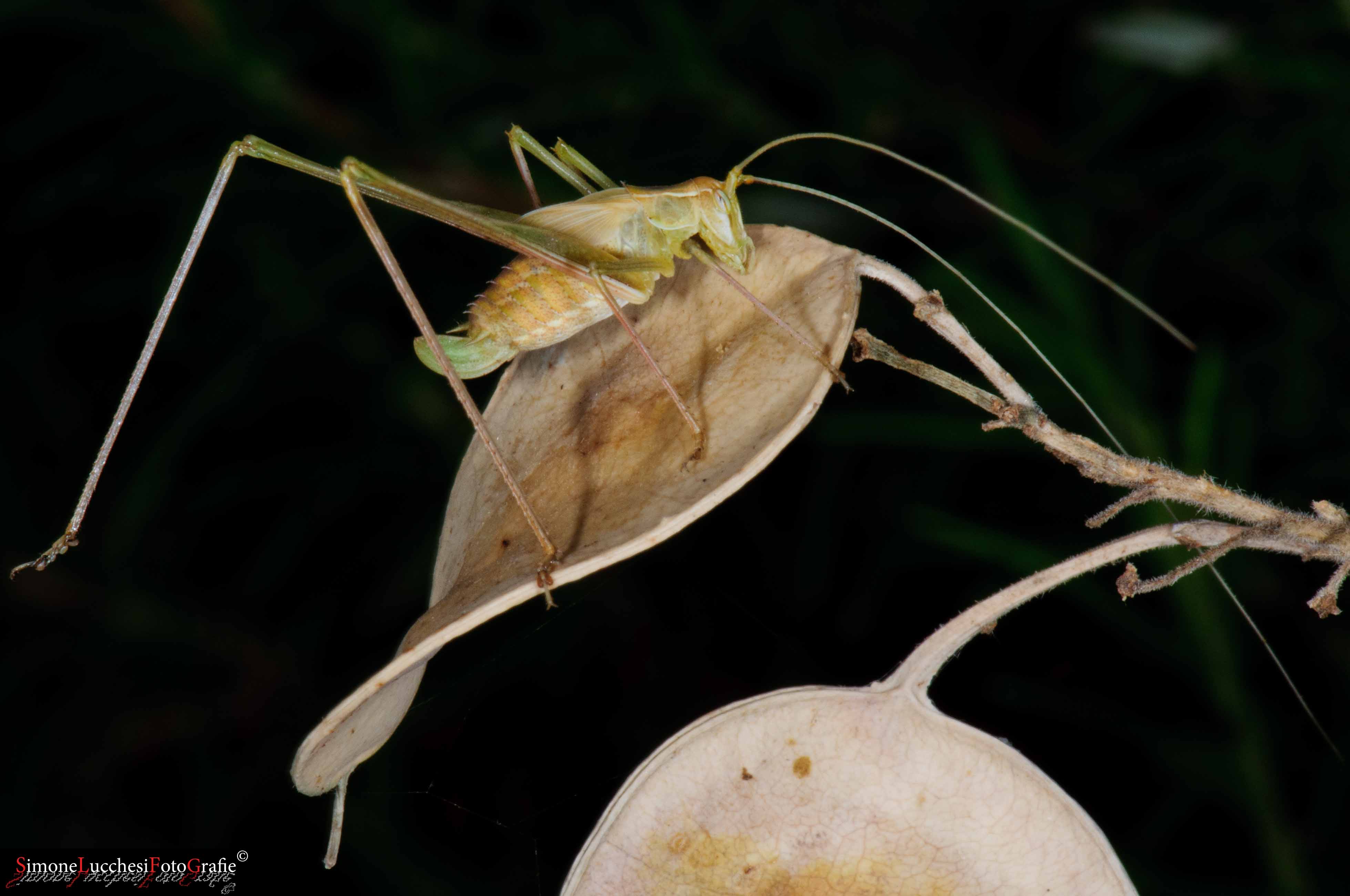 Phaneropteridae? S. Ninfa di Tylopsis liliifolia