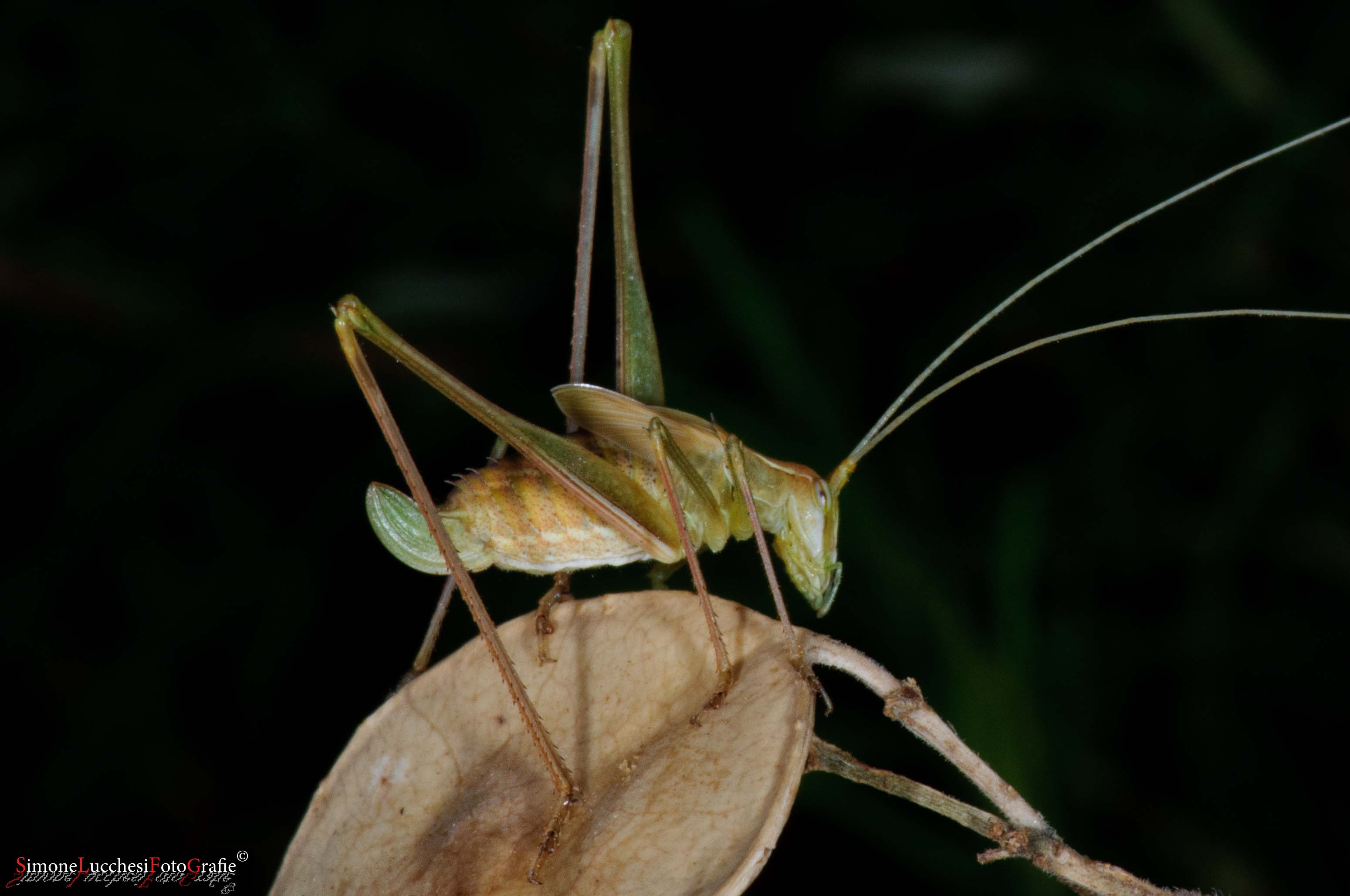 Phaneropteridae? S. Ninfa di Tylopsis liliifolia