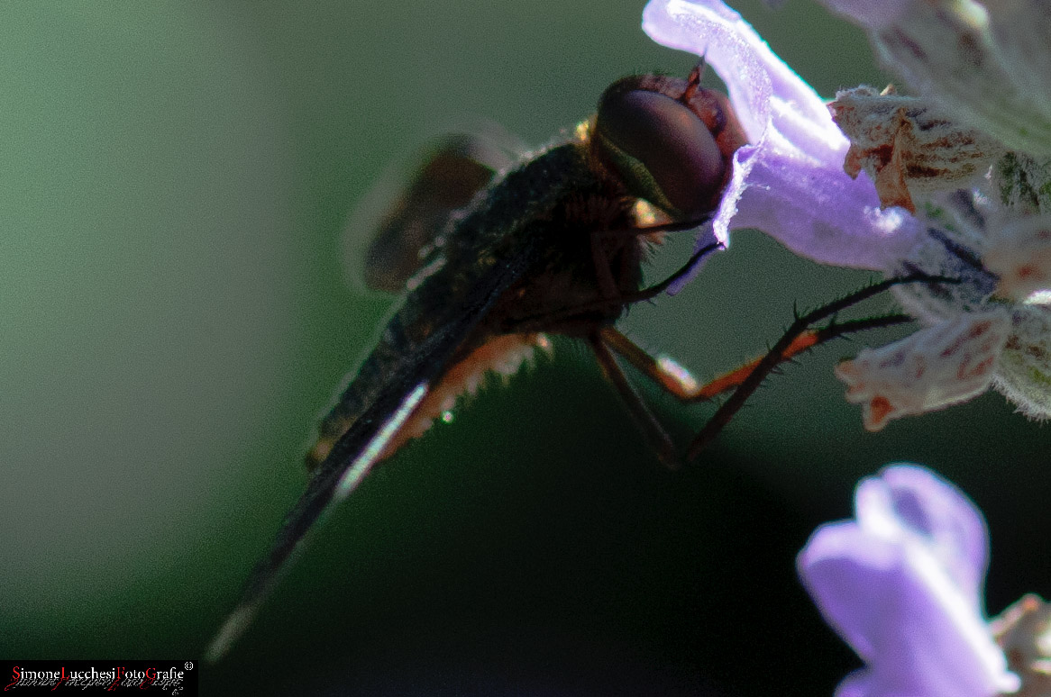 Sar un Syrphidae?????