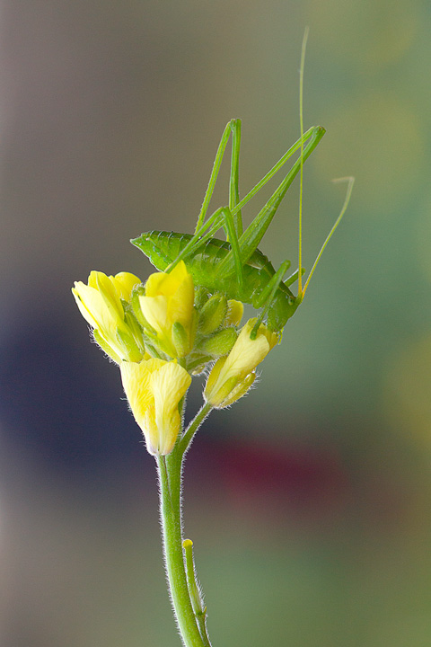 Odontura cf. arcuata